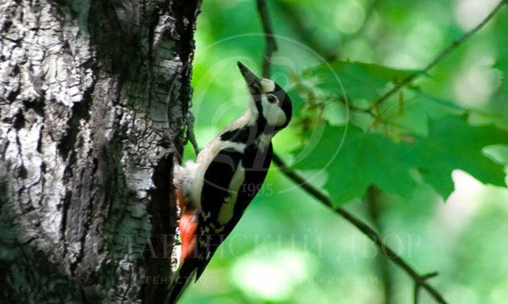 Лот-646-104025 посёлок 7 Миля Рублево-Успенское шоссе Николо-Урюпино