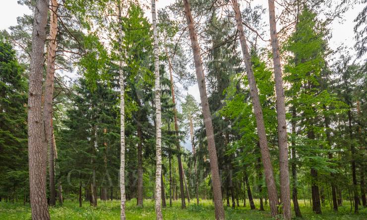 Лот-5655-135687 продажа дома Рублево-Успенское шоссе Саланг