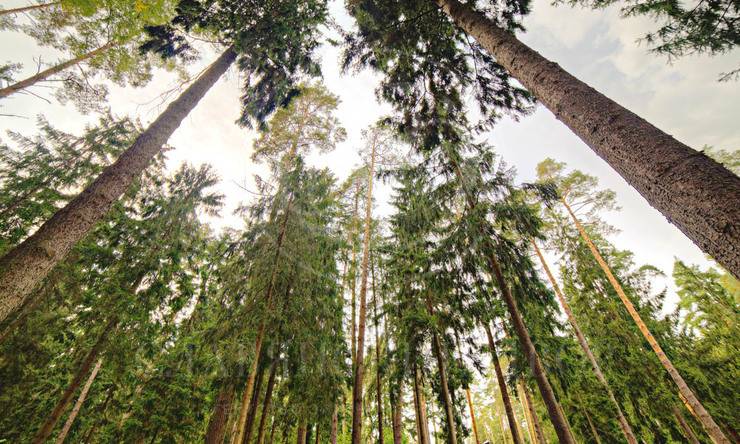 Лот-245-143791 аренда дома Рублево-Успенское шоссе Сосны-1