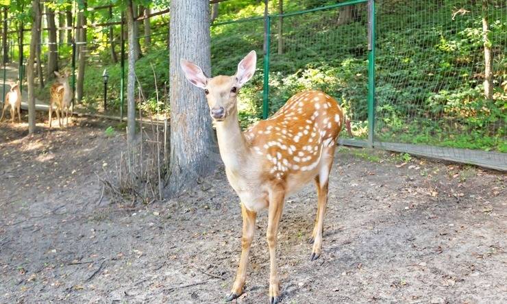 Лот-7578-147321 продажа дома Рублево-Успенское шоссе Петрово-Дальнее