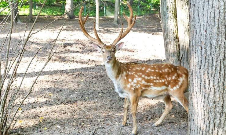 Лот-7578-147323 продажа дома Рублево-Успенское шоссе Петрово-Дальнее