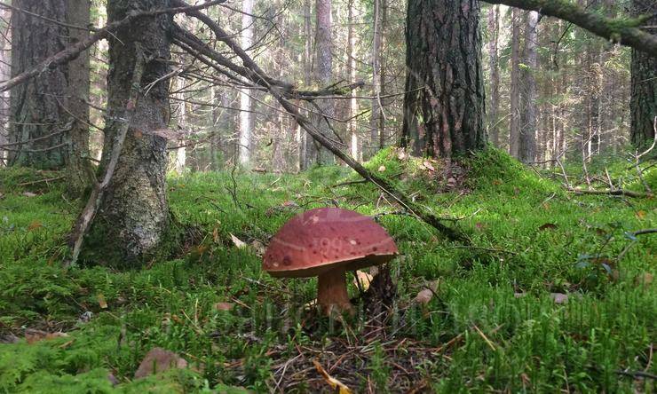 Лот-8126-176028 продажа дома Новорижское шоссе Усадьба на Волге