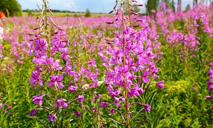 Лот-8126-176031 продажа дома Новорижское шоссе Усадьба на Волге