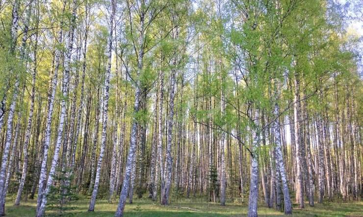 Лот-8126-176034 продажа дома Новорижское шоссе Усадьба на Волге