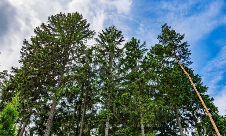 Лот-8449-190914 продажа дома Минское шоссе Грибово