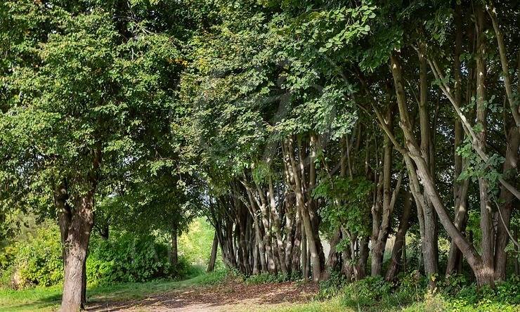 Лот-1548-230936 продажа дома Рублево-Успенское шоссе Усадьбы Усово