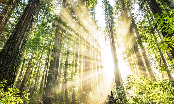 Лот-7239-240149 продажа участка 1-е Успенское шоссе Успенское