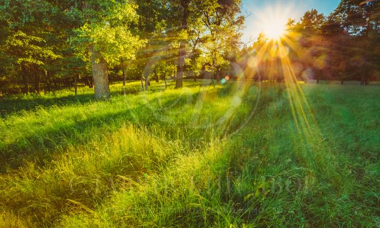 Лот-7247-240153 продажа участка Рублево-Успенское шоссе Уборы