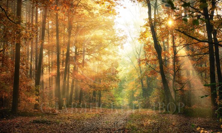 Лот-6492-240200 продажа участка Рублево-Успенское шоссе Жуковка