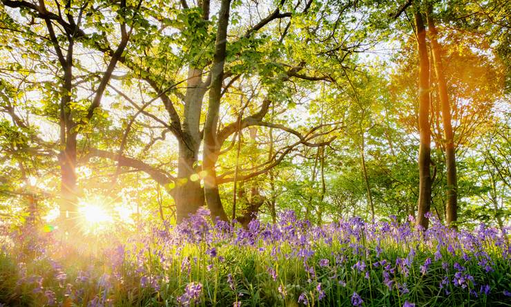 Лот-5994-240223 продажа участка Рублево-Успенское шоссе Зеленая Лощина