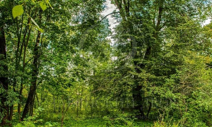 Лот-6851-254869 продажа участка Рублево-Успенское шоссе Барвиха