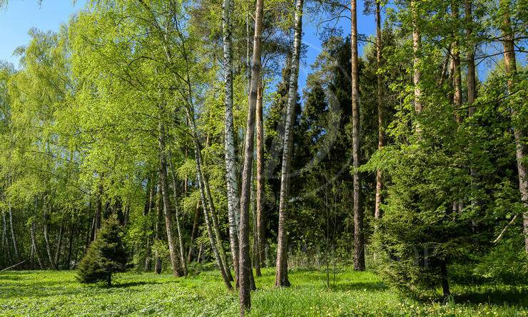 Лот-2543-266695 продажа участка Новорижское шоссе Истра