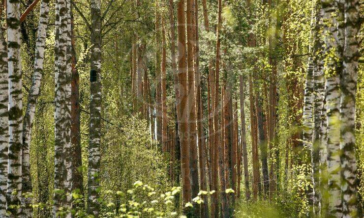 Лот-10076-299740 продажа участка Рублево-Успенское шоссе НПИЗ Раздоры-2