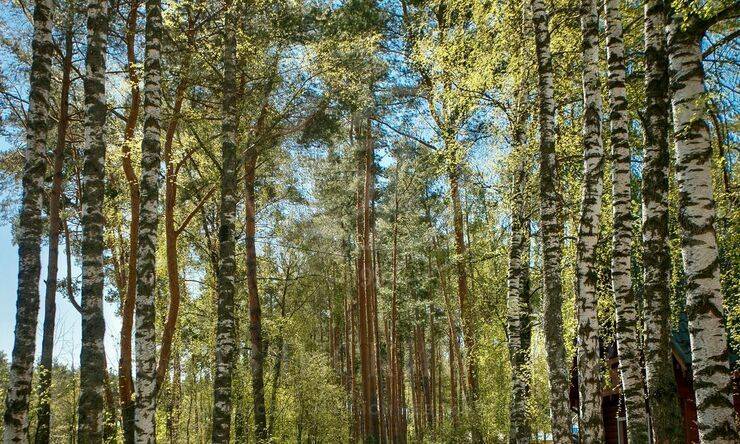 Лот-10076-299749 продажа участка Рублево-Успенское шоссе НПИЗ Раздоры-2