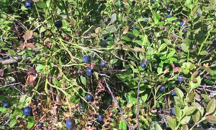 Лот-8126-319165 продажа дома Новорижское шоссе Усадьба на Волге