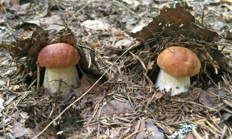 Лот-8126-319166 продажа дома Новорижское шоссе Усадьба на Волге