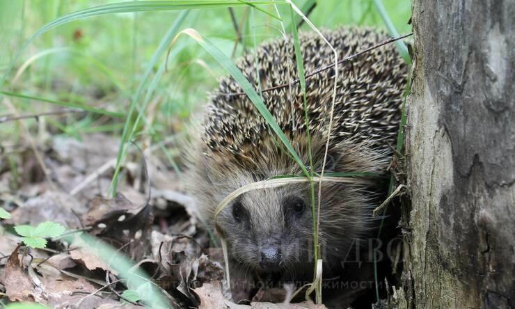 Лот-8126-319169 продажа дома Новорижское шоссе Усадьба на Волге