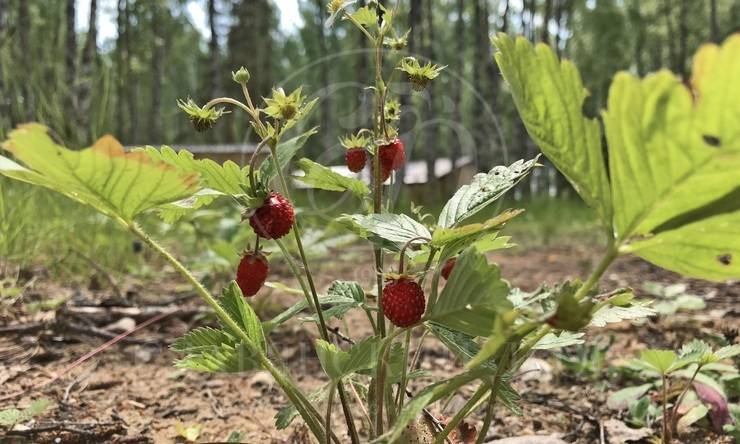 Лот-8126-319170 продажа дома Новорижское шоссе Усадьба на Волге