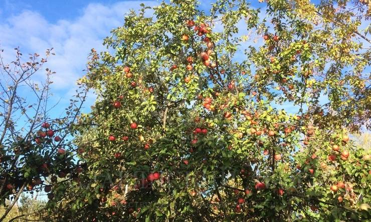 Лот-8126-319172 продажа дома Новорижское шоссе Усадьба на Волге