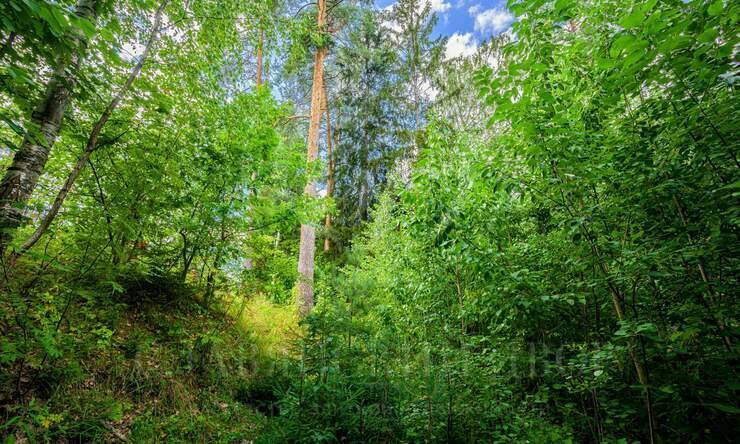 Лот-10641-327337 продажа участка Новорижское шоссе Истра