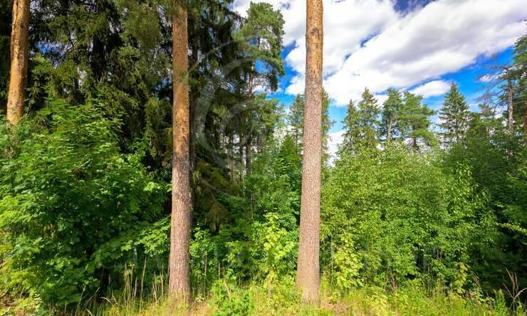 Лот-10641-327341 продажа участка Новорижское шоссе Истра