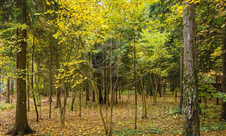 Лот-10830-337498 продажа участка 2-е Успенское шоссе Николино