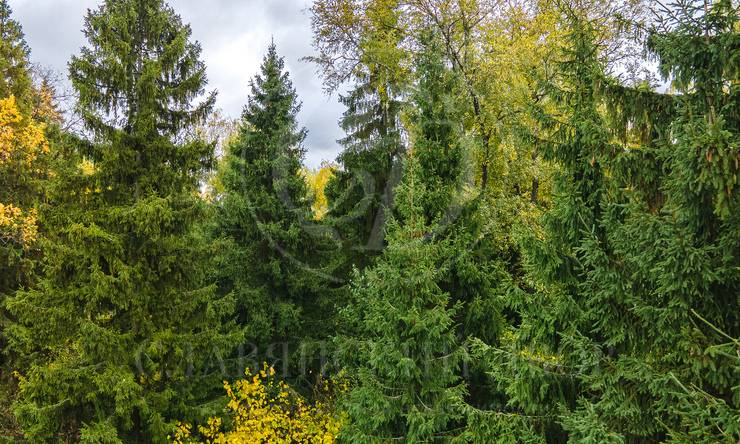 Лот-10830-337500 продажа участка 2-е Успенское шоссе Николино