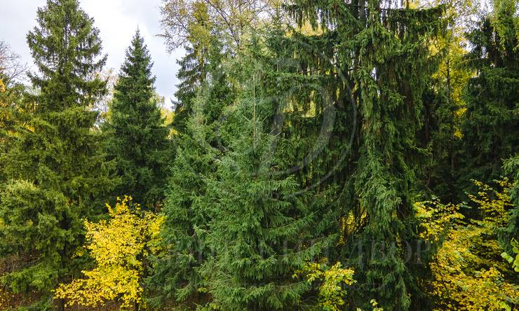 Лот-10830-337501 продажа участка 2-е Успенское шоссе Николино