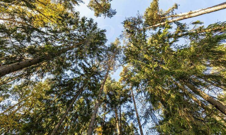 Лот-11025-347619 продажа дома Рублево-Успенское шоссе Зеленый Ветер