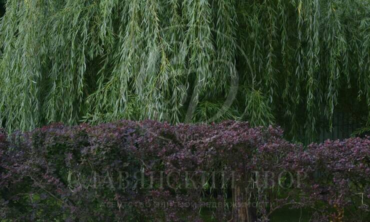 Лот-2408-354463 продажа дома 1-е Успенское шоссе Лесной простор