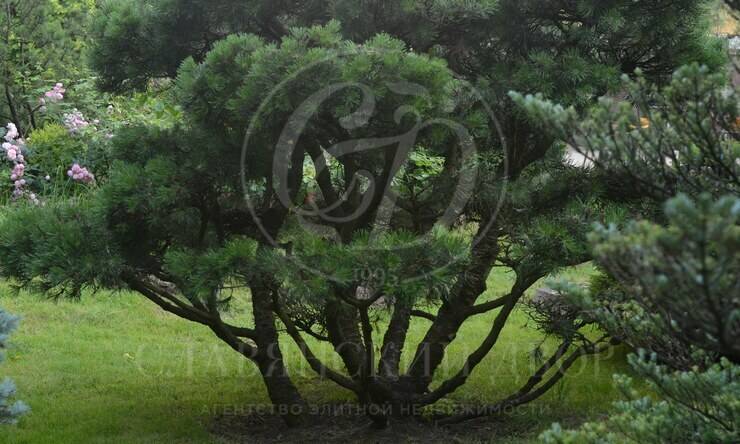 Лот-2408-354464 продажа дома 1-е Успенское шоссе Лесной простор