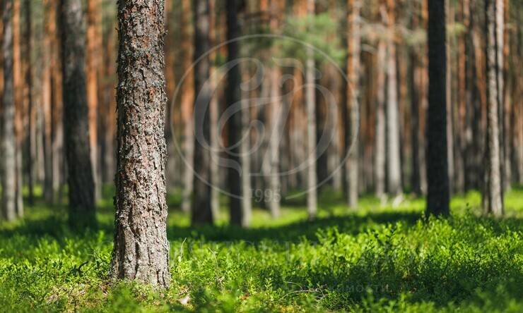 Николино. Прекрасный прилесной  участок с выходом в парк!