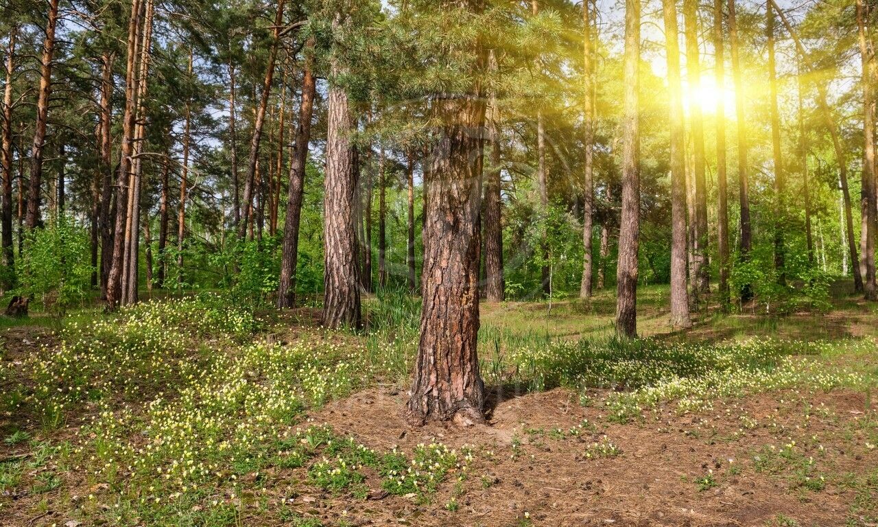 Лесной участок в Николино! Свой выход в парк!