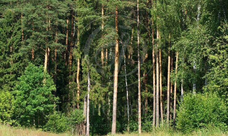 Лесной участок в Николино! Свой выход в парк!