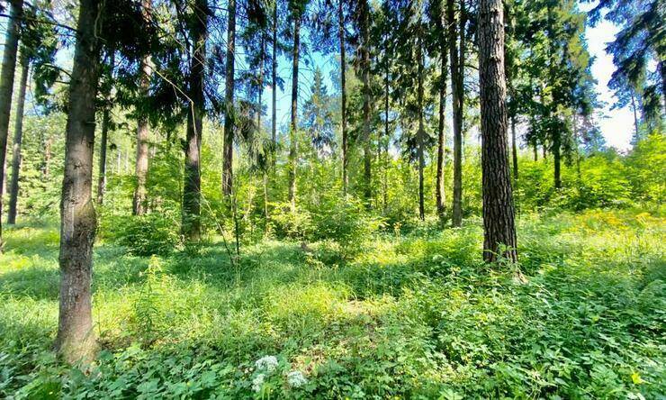 Лот-4173-359888 продажа участка Минское шоссе Грибово