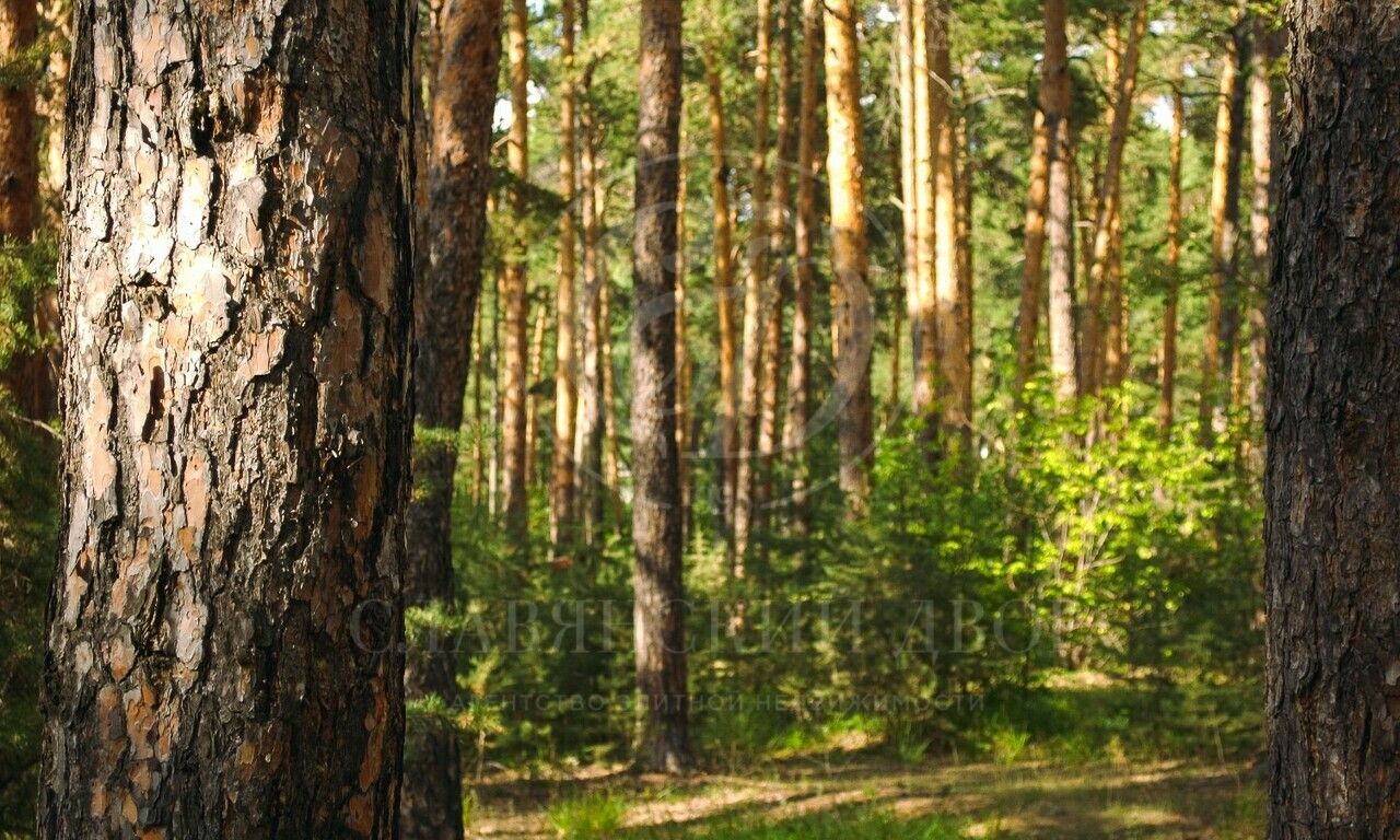 Большой прилесной участок с выходом в парк!