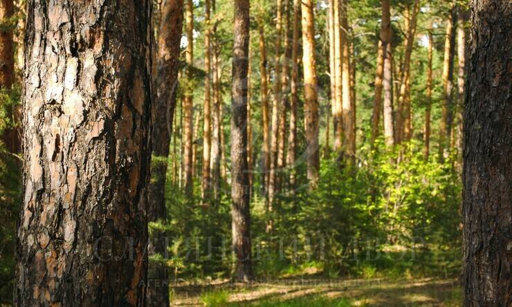 Большой прилесной участок с выходом в парк!