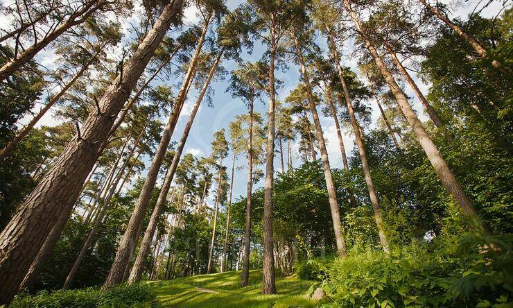 Лот-62-380812 посёлок Горки-6 Рублево-Успенское шоссе Архангельское