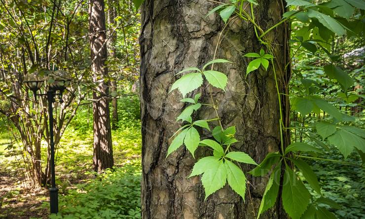 Лот-11648-386903 аренда дома Москва Серебряный бор