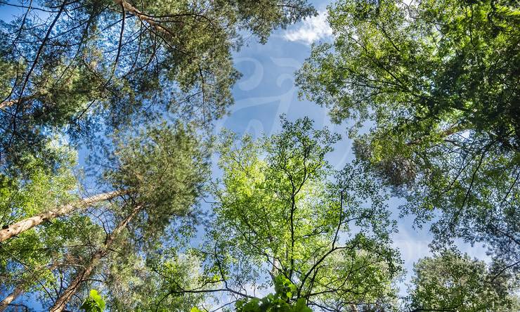 Лот-11648-386905 аренда дома Москва Серебряный бор