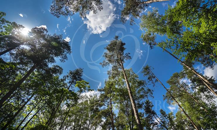 Лот-11099-390332 продажа участка Рублево-Успенское шоссе Ильинские дачи