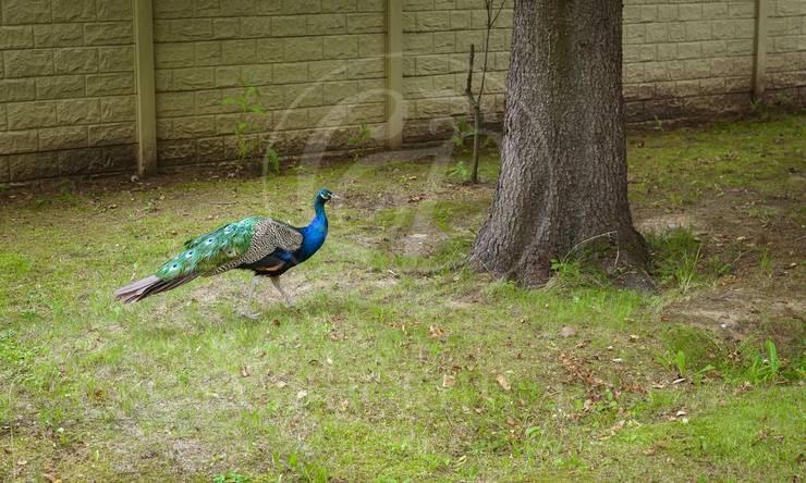 Лот-10943-391070 продажа дома Алтуфьевcкое шоссе Вешки