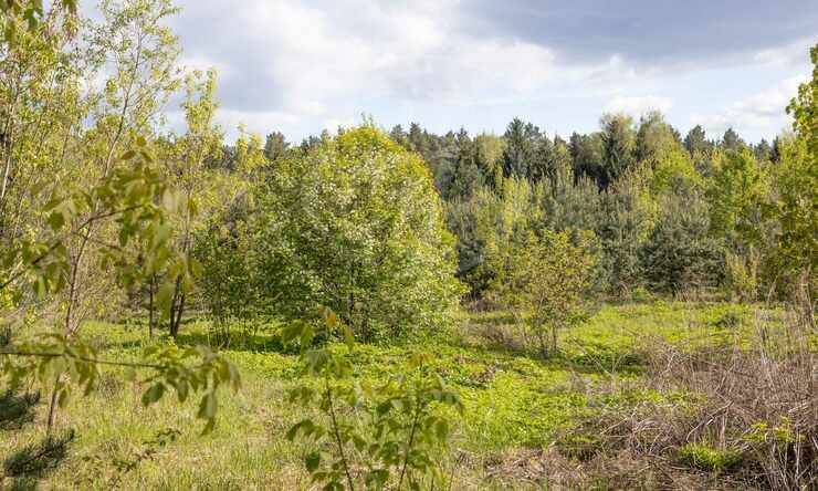 Лот-10057-391327 продажа участка Рублево-Успенское шоссе Зеленая Лощина