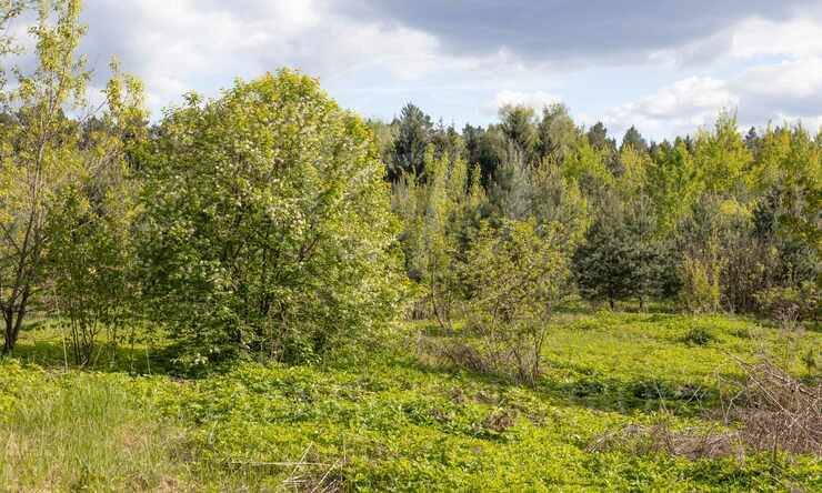 Лот-10057-391329 продажа участка Рублево-Успенское шоссе Зеленая Лощина