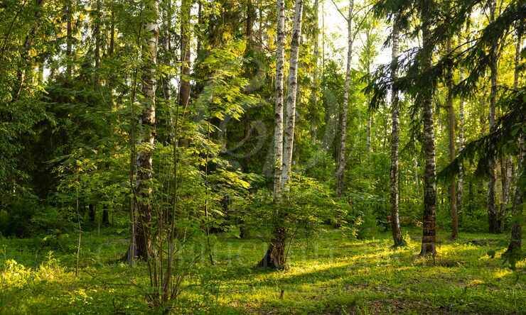 Лот-10963-394314 продажа дома Дмитровское шоссе Гольф и Яхт-клуб Пестово