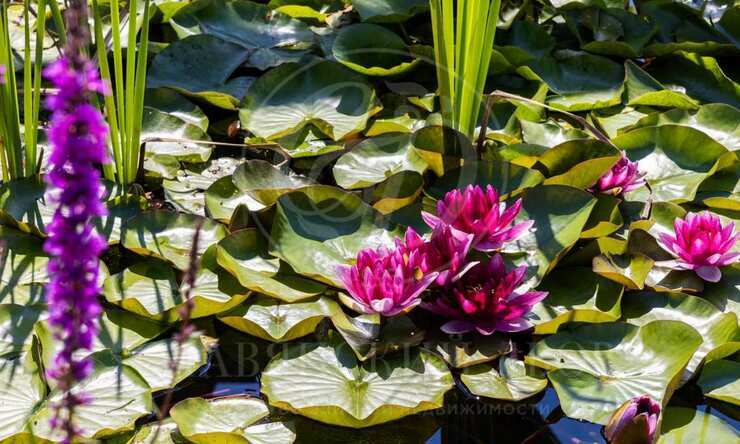 Лот-9389-398981 продажа дома Рублево-Успенское шоссе Знаменское поле