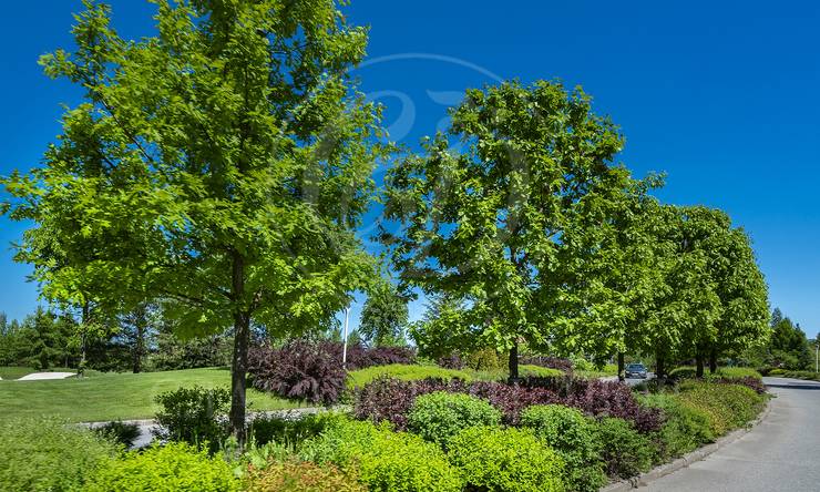 Лот-11203-410498 продажа участка Новорижское шоссе Агаларов Эстейт