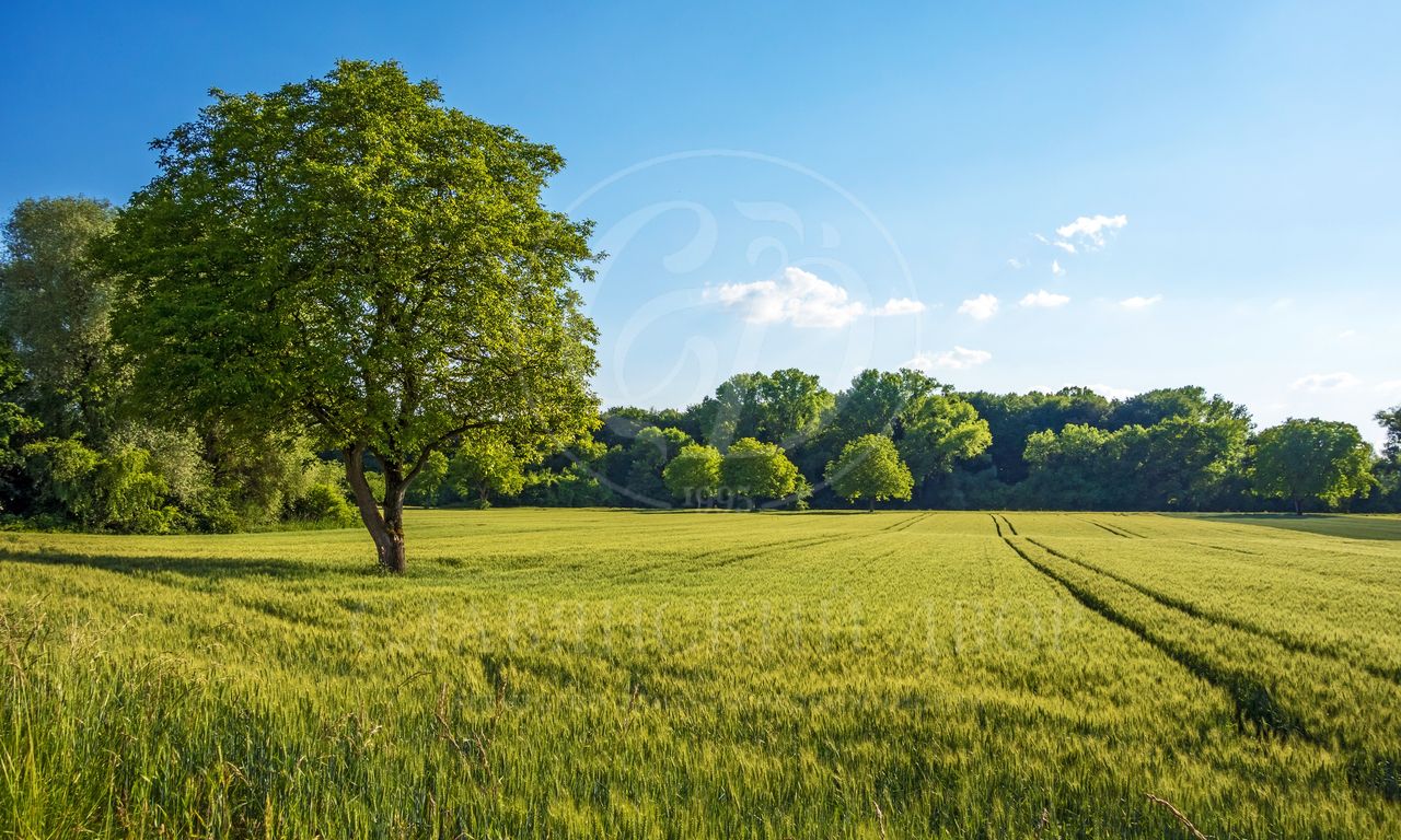 Продажа участка в поселке Барвиха СП
