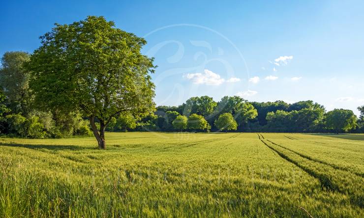 Продажа участка в поселке Барвиха СП