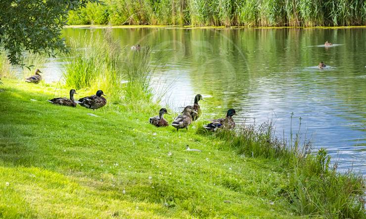 Лот-3741-424415 продажа участка Новорижское шоссе Бенилюкс